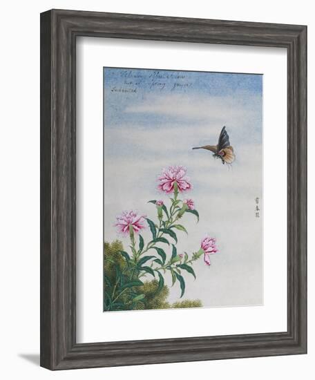 Chinese Watercolor of a Moth and Pink Carnations-null-Framed Giclee Print