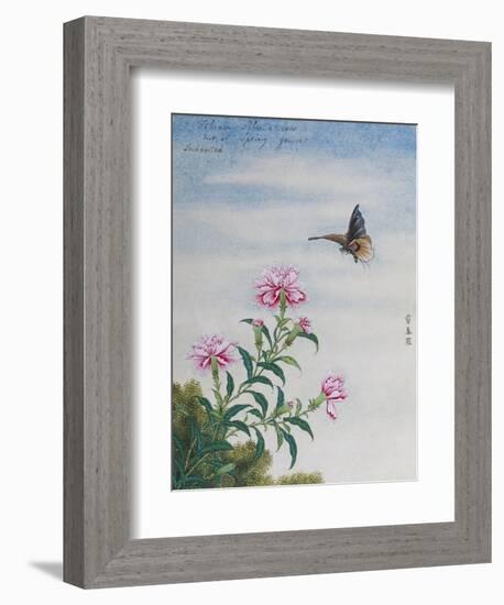 Chinese Watercolor of a Moth and Pink Carnations-null-Framed Giclee Print