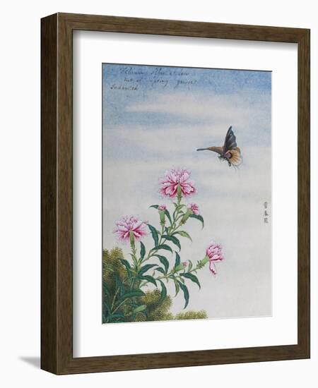 Chinese Watercolor of a Moth and Pink Carnations-null-Framed Giclee Print