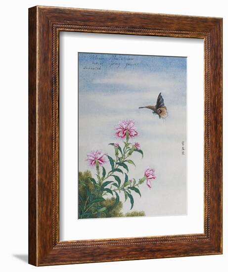 Chinese Watercolor of a Moth and Pink Carnations-null-Framed Giclee Print