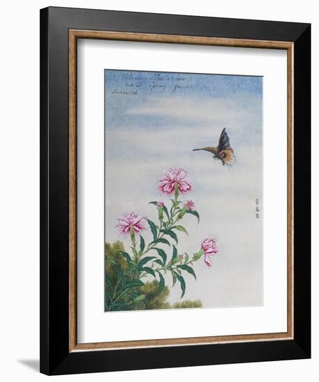 Chinese Watercolor of a Moth and Pink Carnations-null-Framed Giclee Print