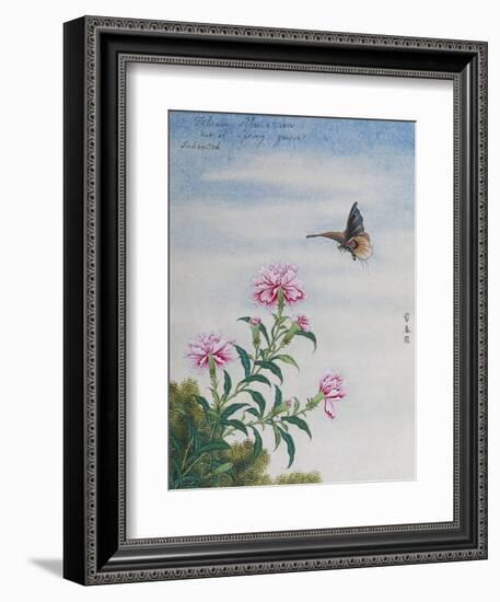 Chinese Watercolor of a Moth and Pink Carnations-null-Framed Giclee Print