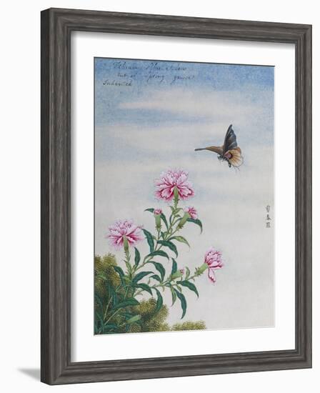 Chinese Watercolor of a Moth and Pink Carnations-null-Framed Giclee Print