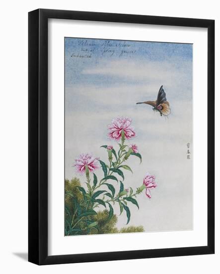 Chinese Watercolor of a Moth and Pink Carnations-null-Framed Giclee Print