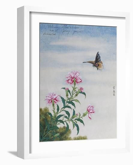 Chinese Watercolor of a Moth and Pink Carnations-null-Framed Giclee Print