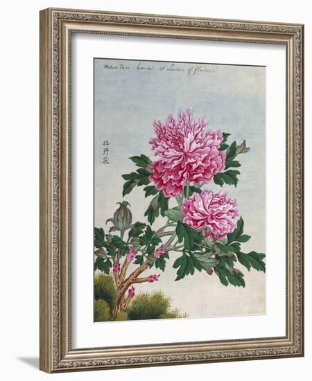 Chinese Watercolor of Pink Peonies-null-Framed Giclee Print