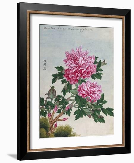 Chinese Watercolor of Pink Peonies-null-Framed Giclee Print