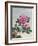 Chinese Watercolor of Pink Peonies-null-Framed Giclee Print