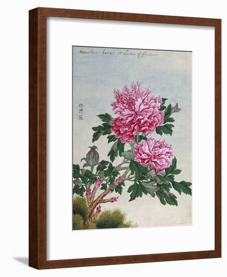 Chinese Watercolor of Pink Peonies-null-Framed Giclee Print