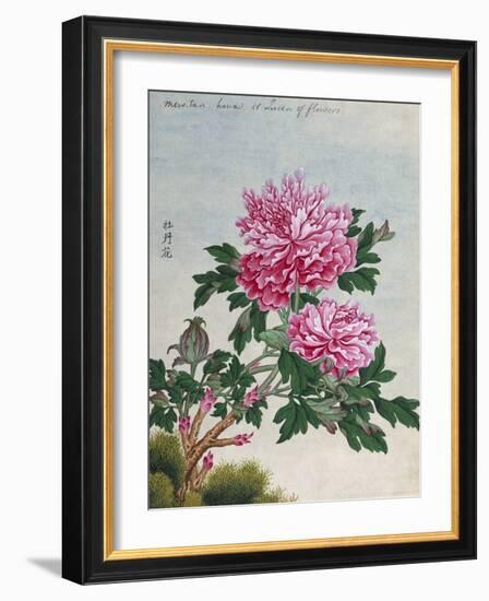 Chinese Watercolor of Pink Peonies-null-Framed Giclee Print