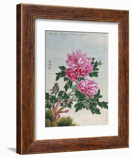 Chinese Watercolor of Pink Peonies-null-Framed Giclee Print