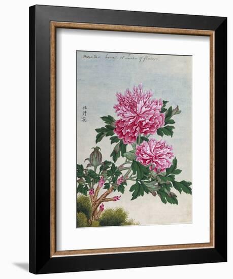 Chinese Watercolor of Pink Peonies-null-Framed Giclee Print