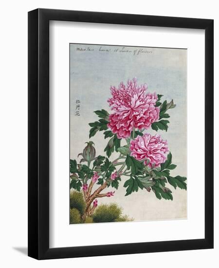 Chinese Watercolor of Pink Peonies-null-Framed Giclee Print