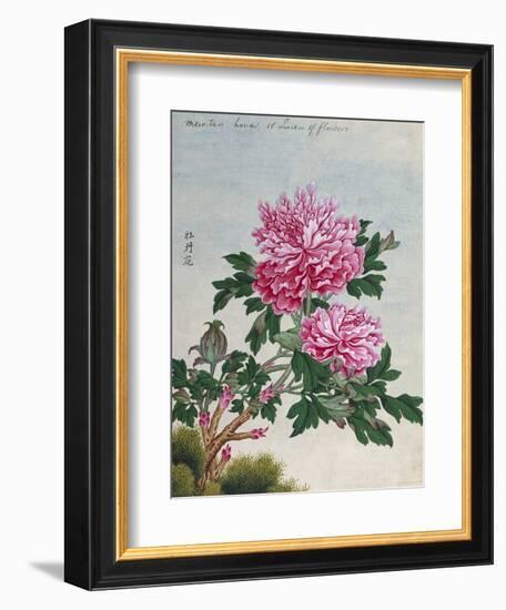 Chinese Watercolor of Pink Peonies-null-Framed Giclee Print