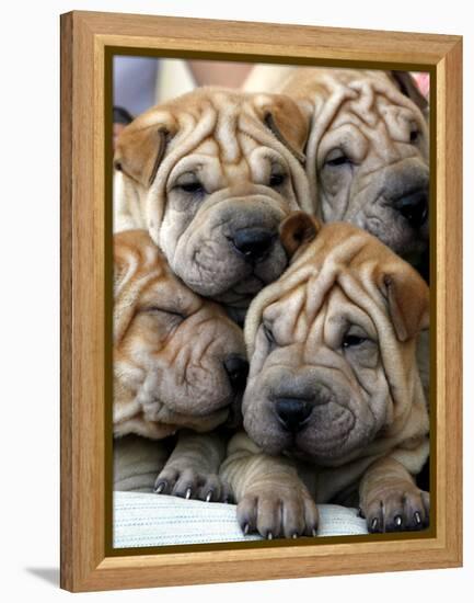 Chineses Shar-Pei Puppies are Displayed for Sale-null-Framed Premier Image Canvas