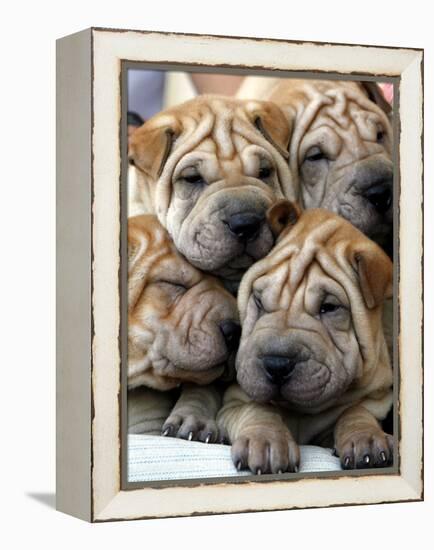 Chineses Shar-Pei Puppies are Displayed for Sale-null-Framed Premier Image Canvas