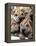 Chineses Shar-Pei Puppies are Displayed for Sale-null-Framed Premier Image Canvas