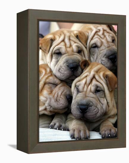 Chineses Shar-Pei Puppies are Displayed for Sale-null-Framed Premier Image Canvas