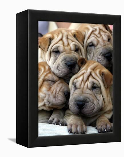 Chineses Shar-Pei Puppies are Displayed for Sale-null-Framed Premier Image Canvas