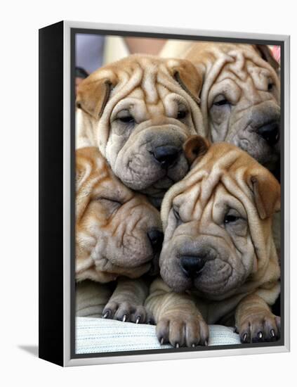 Chineses Shar-Pei Puppies are Displayed for Sale-null-Framed Premier Image Canvas