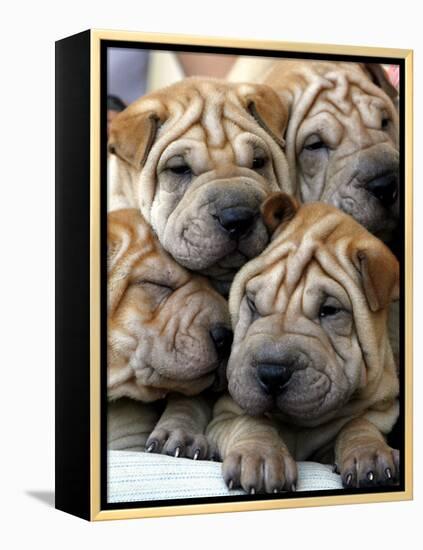 Chineses Shar-Pei Puppies are Displayed for Sale-null-Framed Premier Image Canvas