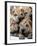 Chineses Shar-Pei Puppies are Displayed for Sale-null-Framed Photographic Print