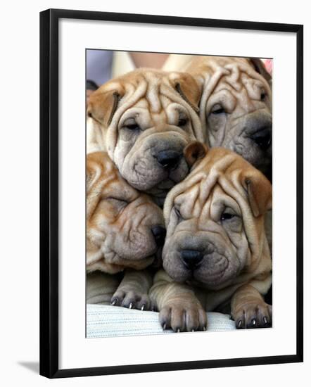 Chineses Shar-Pei Puppies are Displayed for Sale-null-Framed Photographic Print