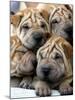 Chineses Shar-Pei Puppies are Displayed for Sale-null-Mounted Photographic Print