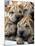 Chineses Shar-Pei Puppies are Displayed for Sale-null-Mounted Photographic Print