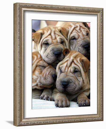 Chineses Shar-Pei Puppies are Displayed for Sale-null-Framed Photographic Print