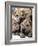 Chineses Shar-Pei Puppies are Displayed for Sale-null-Framed Photographic Print