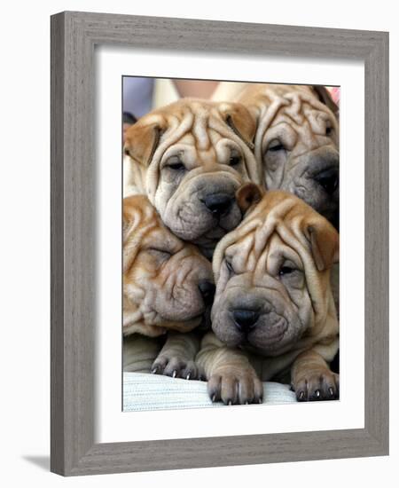 Chineses Shar-Pei Puppies are Displayed for Sale-null-Framed Photographic Print