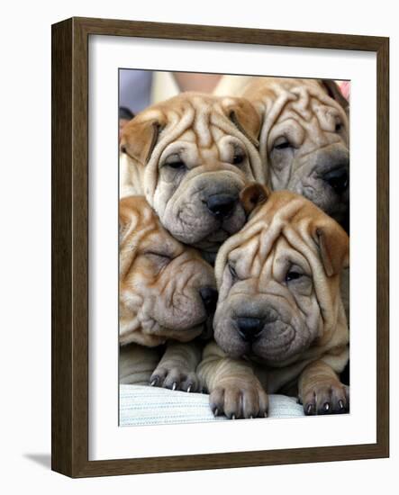 Chineses Shar-Pei Puppies are Displayed for Sale-null-Framed Photographic Print