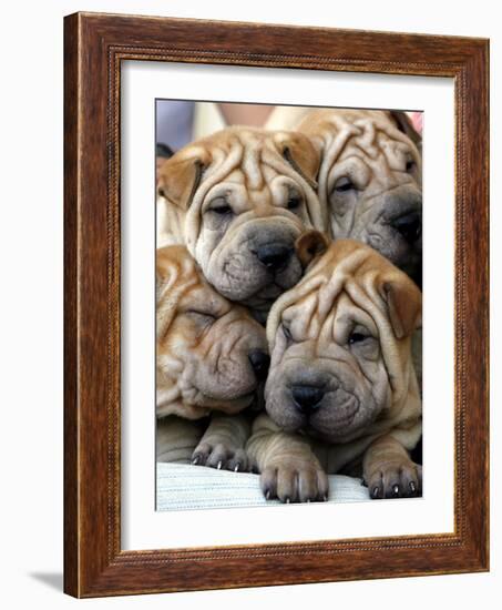 Chineses Shar-Pei Puppies are Displayed for Sale-null-Framed Photographic Print