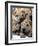 Chineses Shar-Pei Puppies are Displayed for Sale-null-Framed Photographic Print