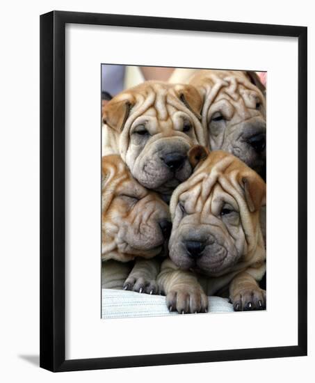 Chineses Shar-Pei Puppies are Displayed for Sale-null-Framed Photographic Print