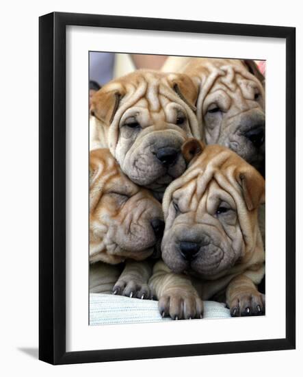 Chineses Shar-Pei Puppies are Displayed for Sale-null-Framed Photographic Print