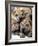 Chineses Shar-Pei Puppies are Displayed for Sale-null-Framed Photographic Print