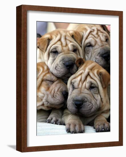 Chineses Shar-Pei Puppies are Displayed for Sale-null-Framed Photographic Print