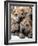 Chineses Shar-Pei Puppies are Displayed for Sale-null-Framed Photographic Print