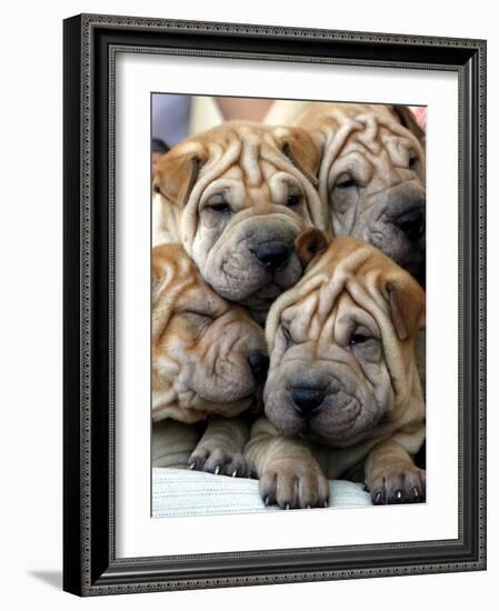 Chineses Shar-Pei Puppies are Displayed for Sale-null-Framed Photographic Print