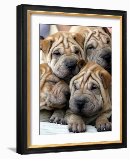 Chineses Shar-Pei Puppies are Displayed for Sale-null-Framed Photographic Print