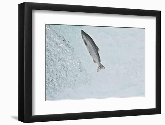 Chinook - King Salmon (Oncorhynchus Tshawytscha) Jumping at Brooks River Falls-Mark Macewen-Framed Photographic Print