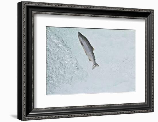 Chinook - King Salmon (Oncorhynchus Tshawytscha) Jumping at Brooks River Falls-Mark Macewen-Framed Photographic Print