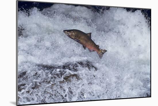 Chinook Salmon Leaping Falls During Migration-null-Mounted Photographic Print