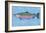 Chinook Salmon-John Golden-Framed Art Print