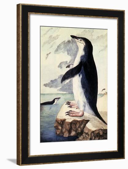 Chinstrap or Bearded Penguin, Pygoscelis Antarctica-George Forster-Framed Giclee Print