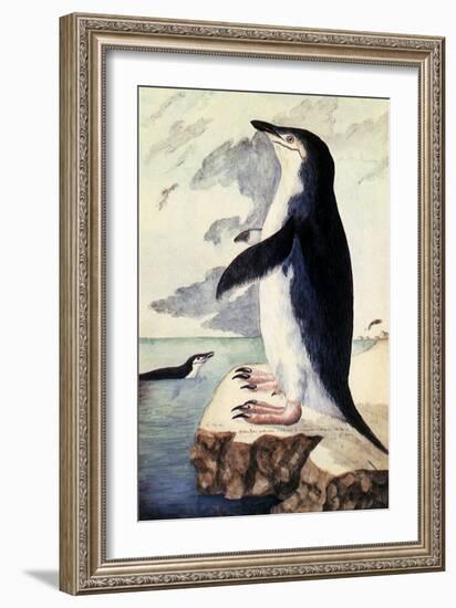 Chinstrap or Bearded Penguin, Pygoscelis Antarctica-George Forster-Framed Giclee Print