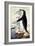 Chinstrap or Bearded Penguin, Pygoscelis Antarctica-George Forster-Framed Giclee Print