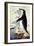 Chinstrap or Bearded Penguin, Pygoscelis Antarctica-George Forster-Framed Giclee Print